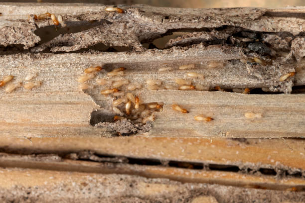 Best Spider Control Near Me  in Liberty, MO