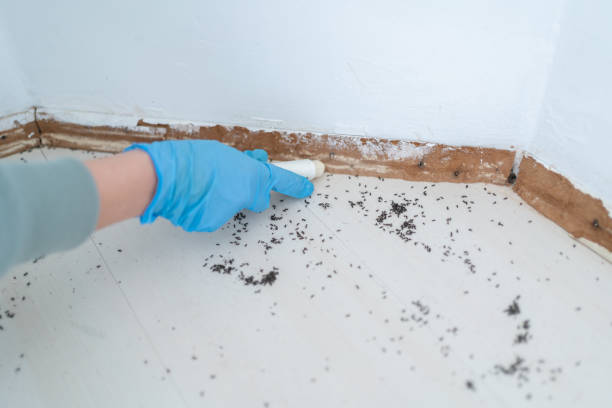 Best Cockroach Control Services  in Liberty, MO